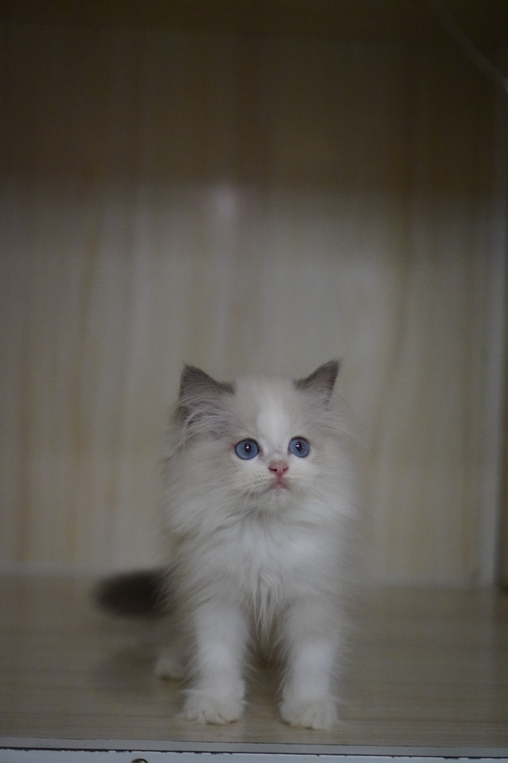 布偶猫(仙女猫),蓝眼蓬松毛,品相甜美温顺粘人,理想家庭伴侣