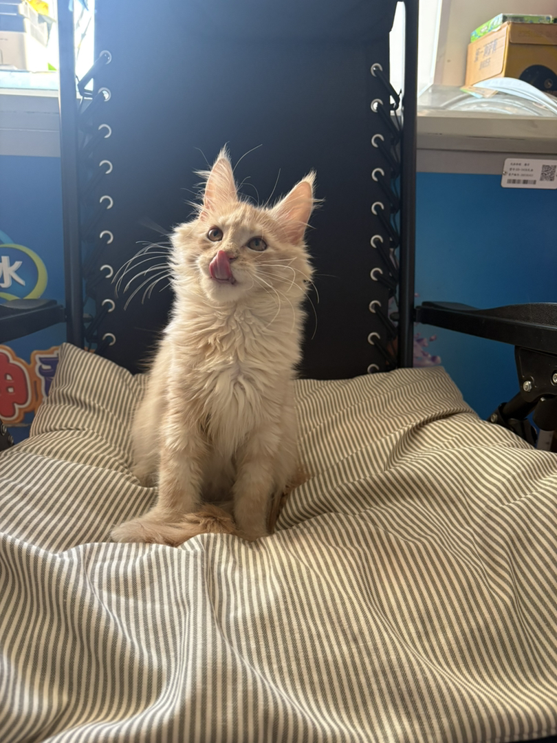 凯米尔缅因弟弟三个月了