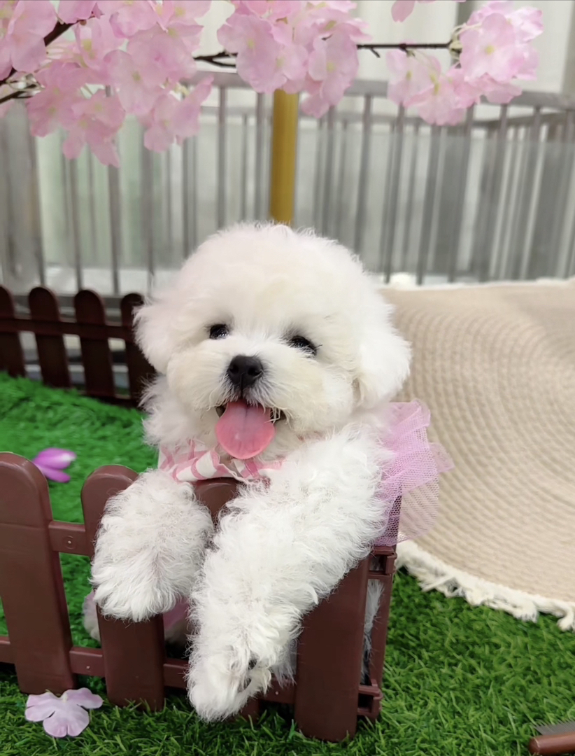 可爱比熊犬,毛白似雪,吐舌卖萌,乖巧温顺惹人爱