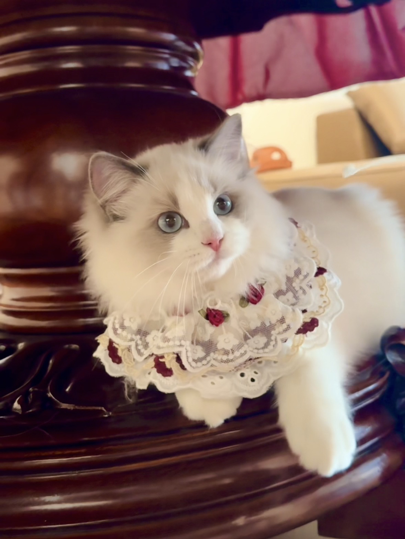 赛级新版脸双血统蓝双布偶猫咪，颜色浅，性格好