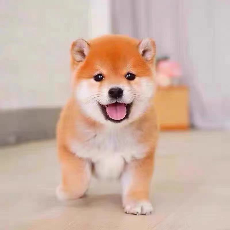 双血统柴犬❤️平台推荐🥇金牌商家