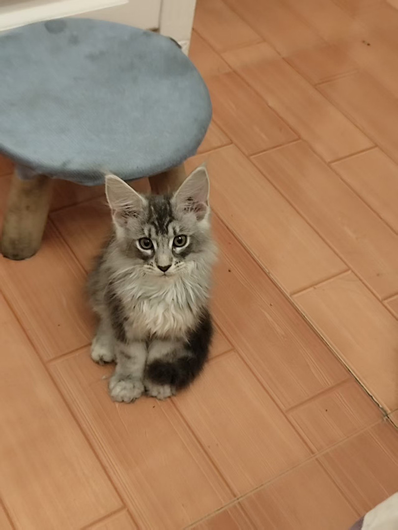 缅因猫幼崽，长毛大眼颜值高，气质优雅的温柔巨人