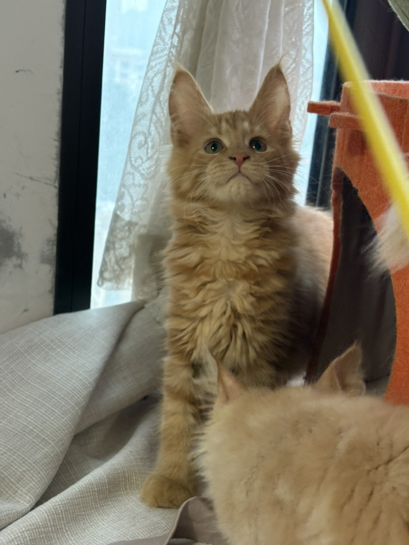 缅因猫