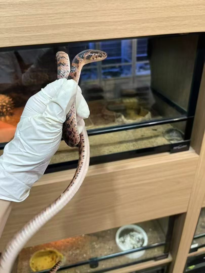 精品宠物蛇。疫苗已打 运输包活