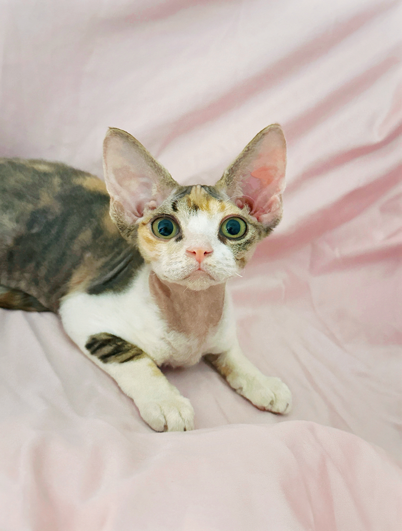 高颜值德文卷毛猫三花妹妹
