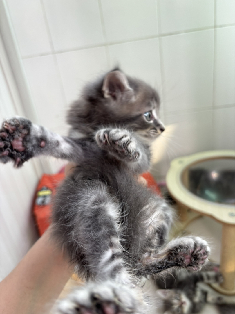 多趾猫 大脚缅因猫