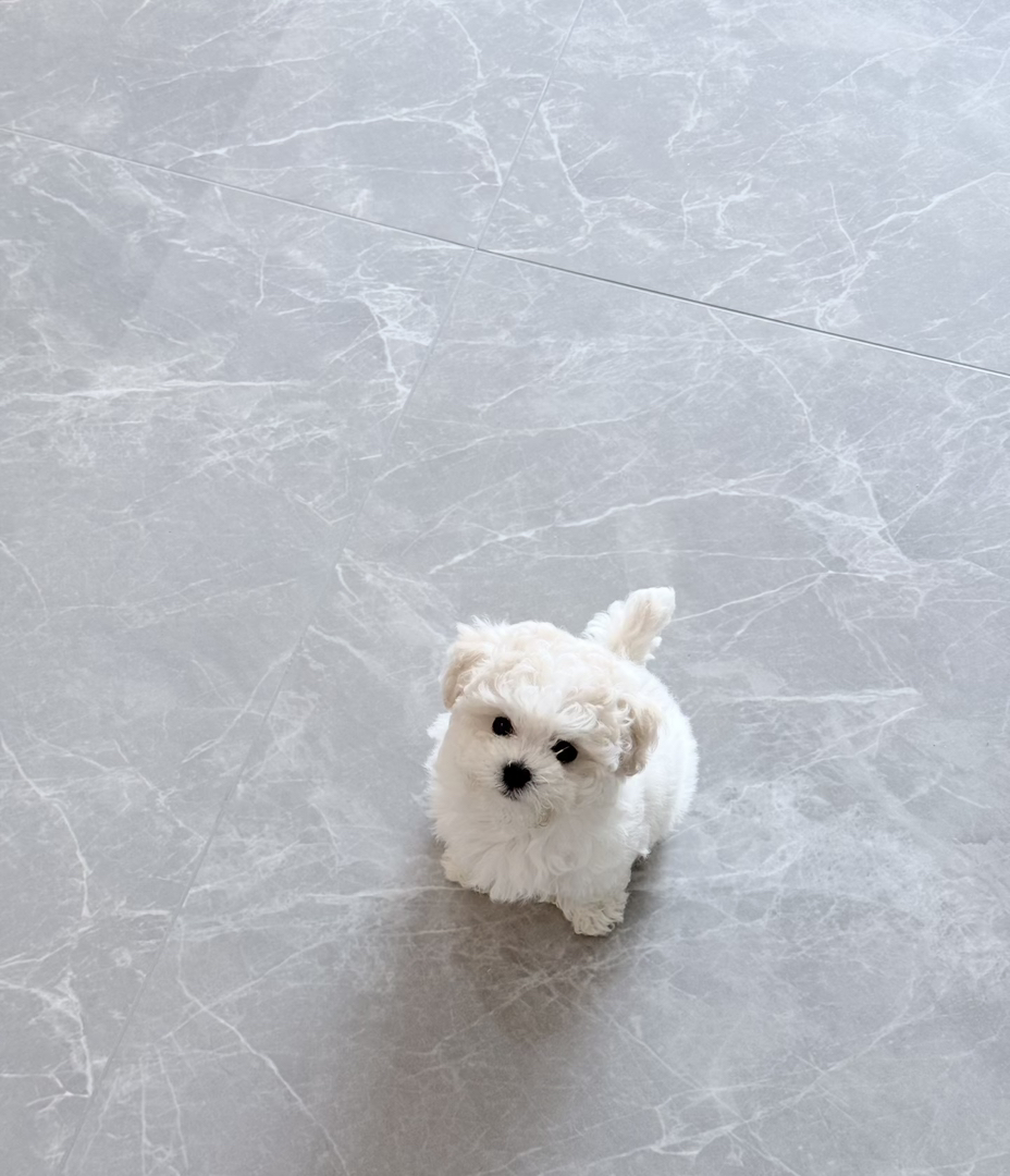 比熊幼犬,蓬松卷毛似棉花糖,乖巧可爱,温顺粘人,