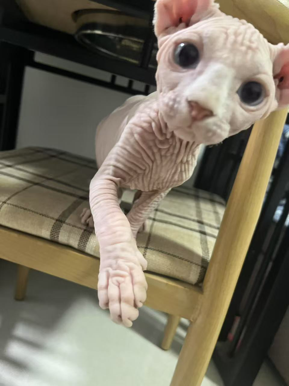 最后两只斯芬克斯无毛猫  便宜处理了  可以小刀