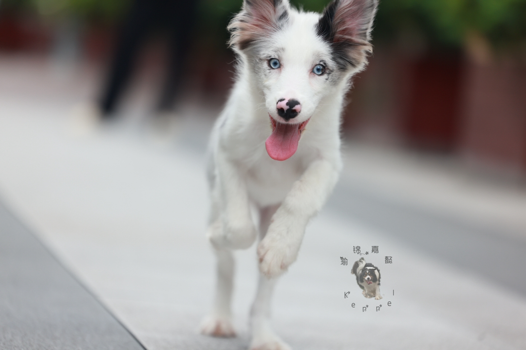 双蓝眼蓝陨石妹妹