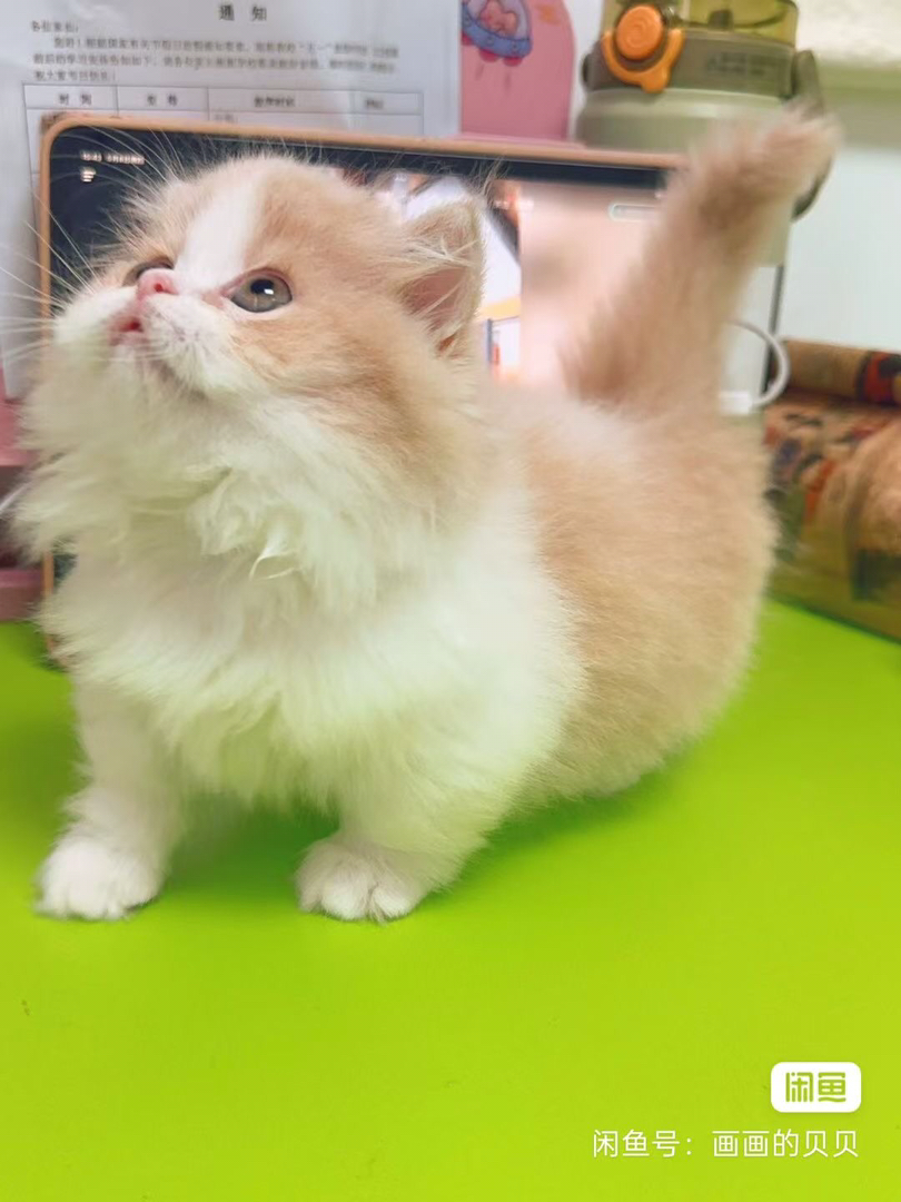 家养乳白高地，拿破仑小猫