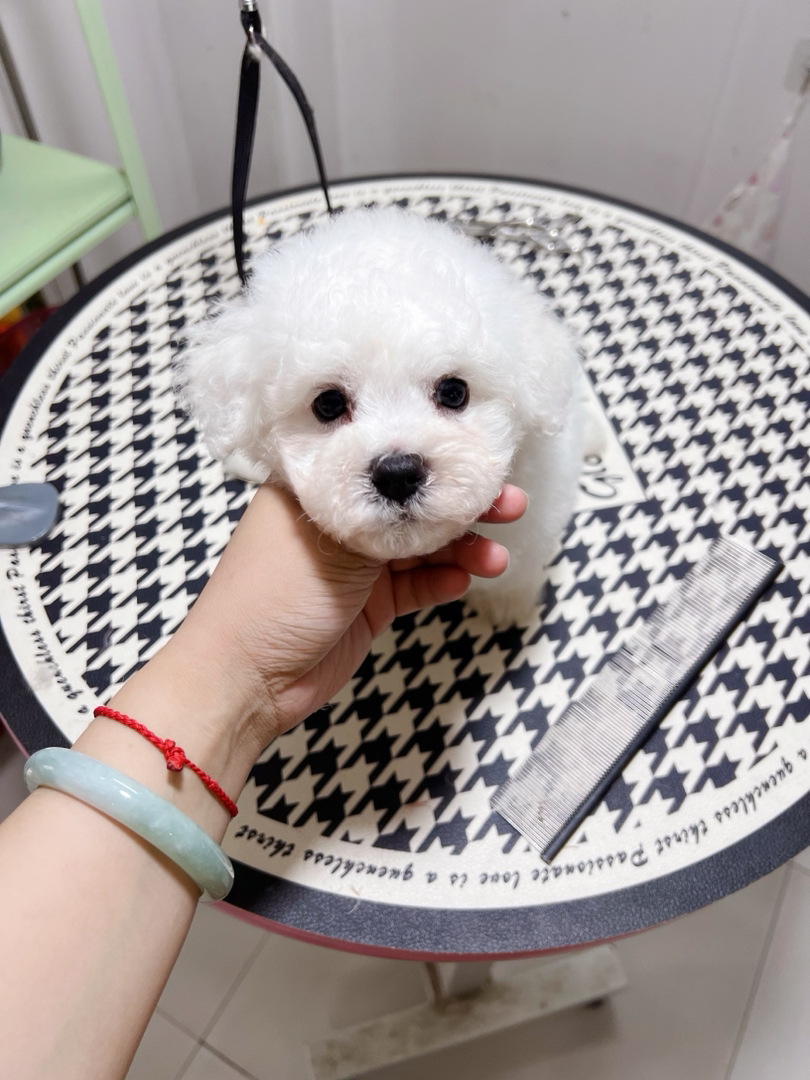 可爱比熊犬,浑身雪白似棉花糖,乖巧粘人超治愈