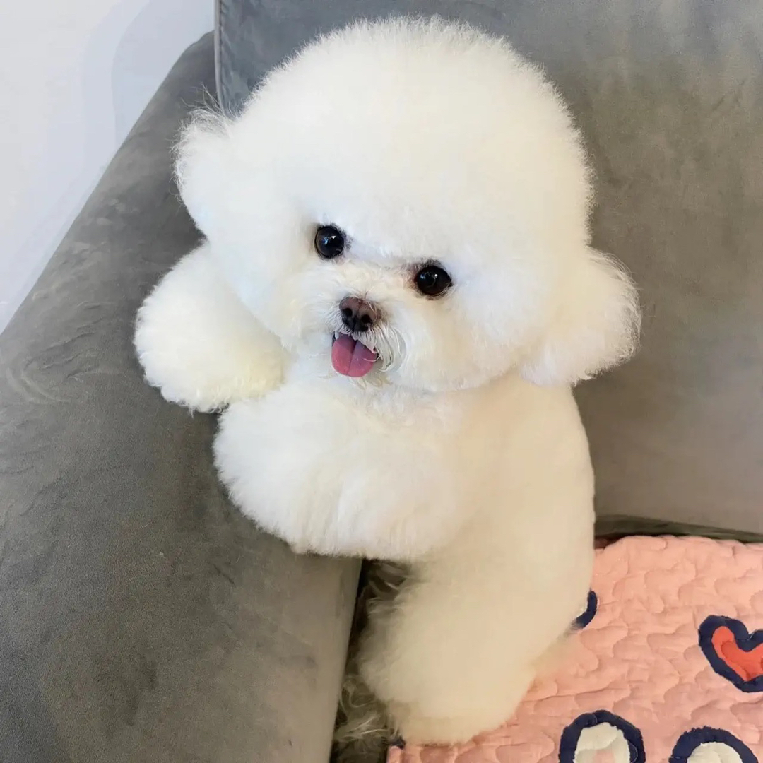 网红比熊❤️可以开视频看狗