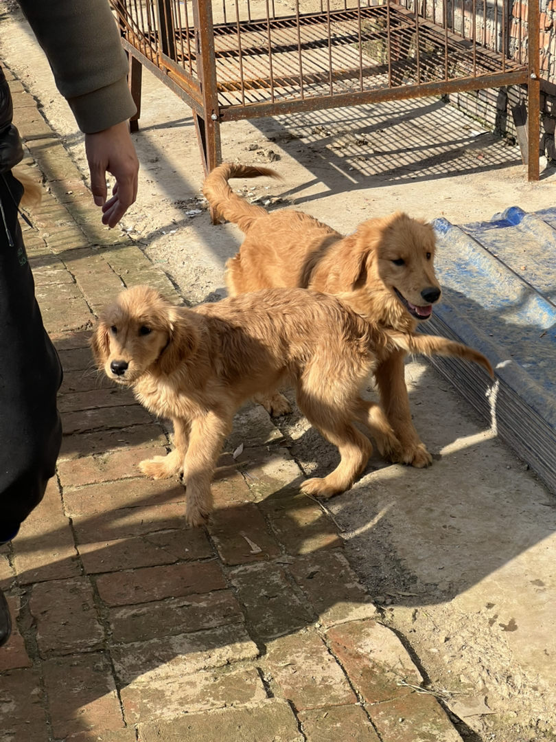 双血金毛，3个多月