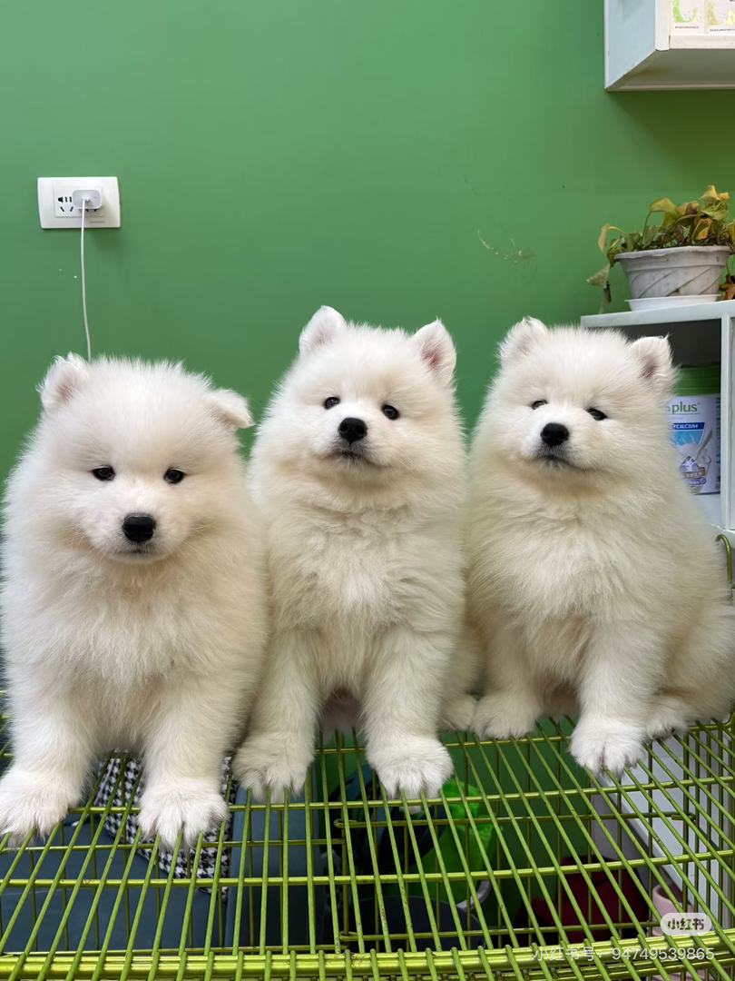 可爱萨摩耶幼犬，雪白毛发颜值高，温顺乖巧好伴侣