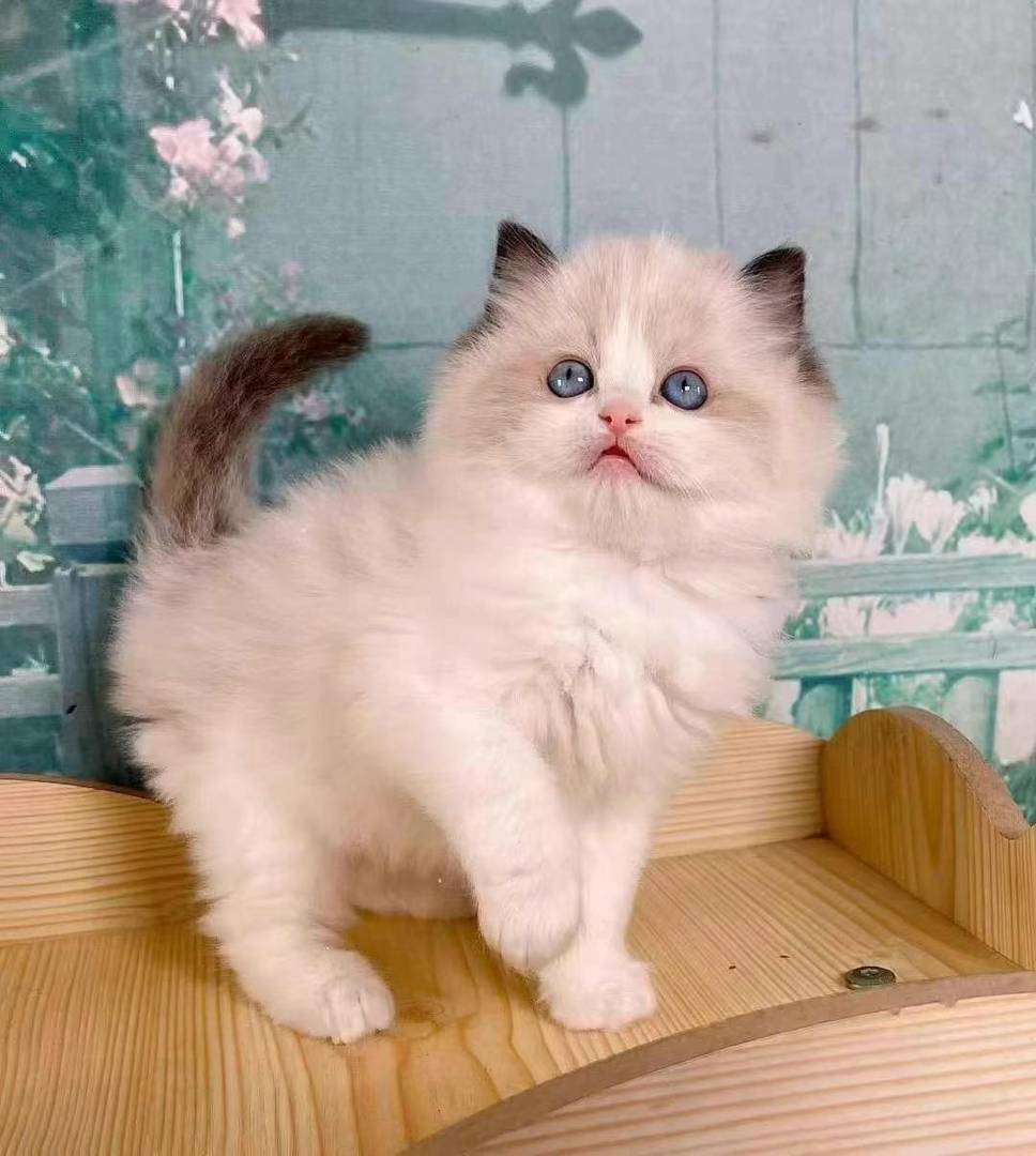 海双布偶 布偶猫幼崽,颜值超高,性格温柔,陪伴你的暖心萌宠
