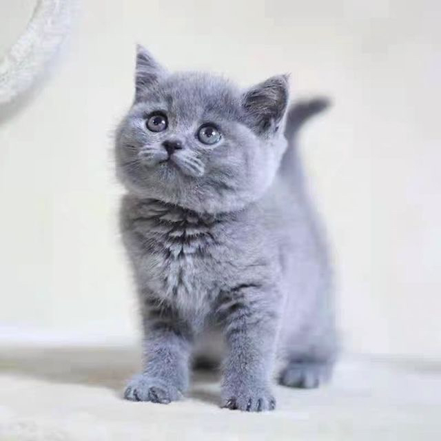 大胖脸蓝猫多只