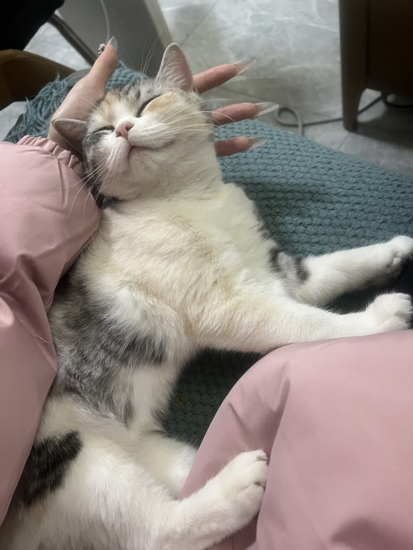 米努特猫 幼崽蹲新家 大爆毛甜美可爱