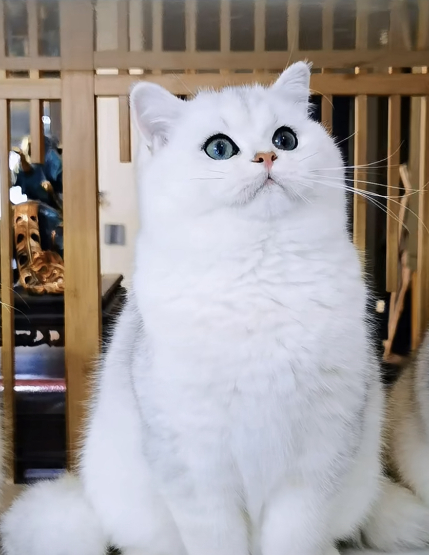 高端大胖脸银渐层❤️年底捡漏