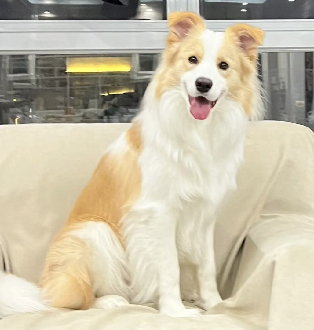 出售成犬边牧。公母都有。都是颜值巅峰