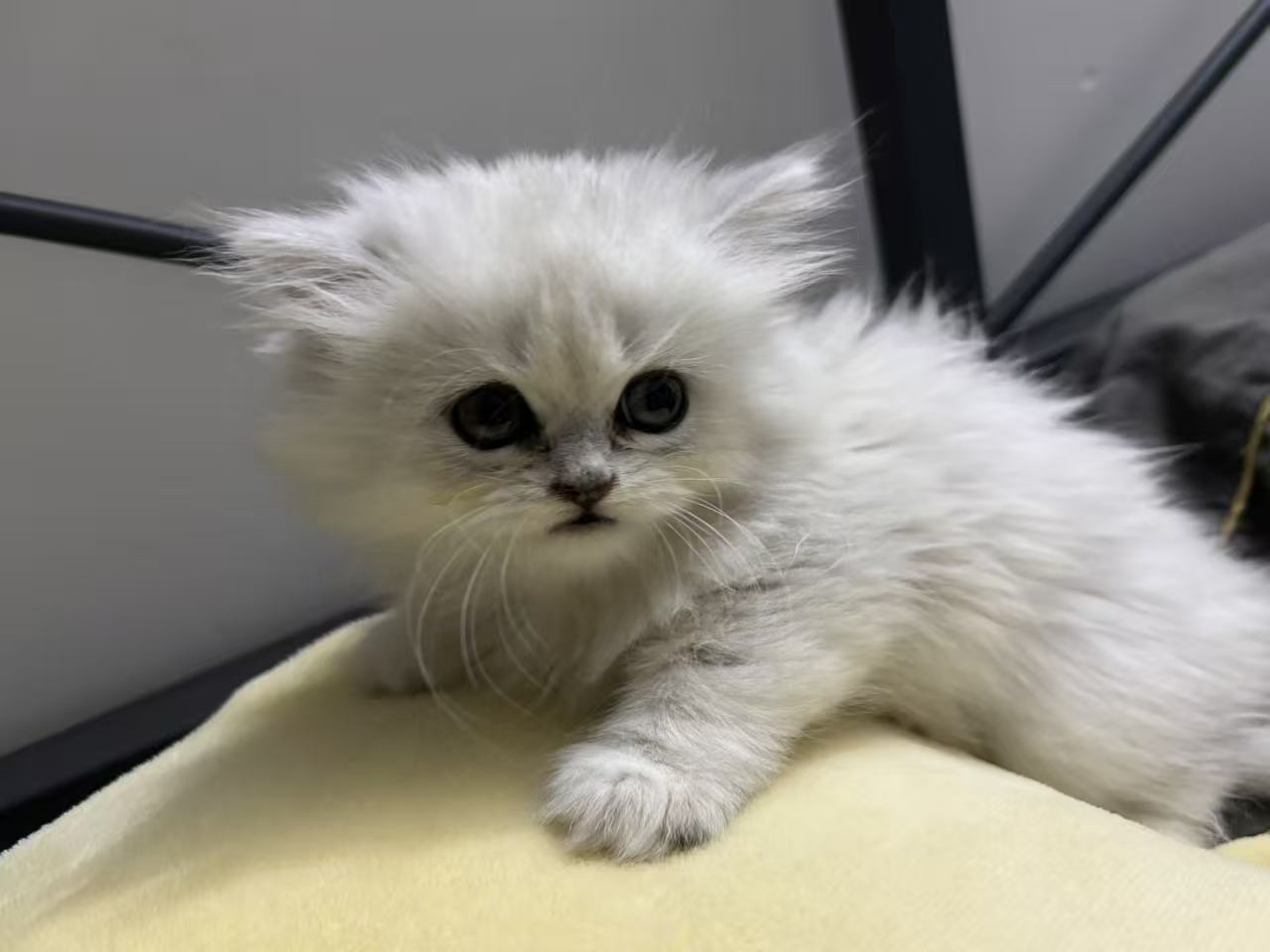 金吉拉