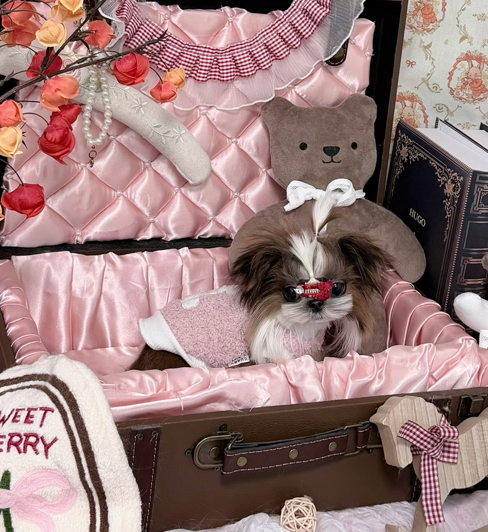 西施妹妹找新家 成都本地可上门看