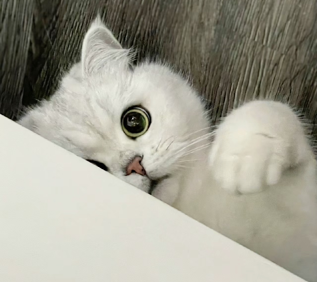 高端网红银渐层猫咪🌸网红款英短❤️平台推荐