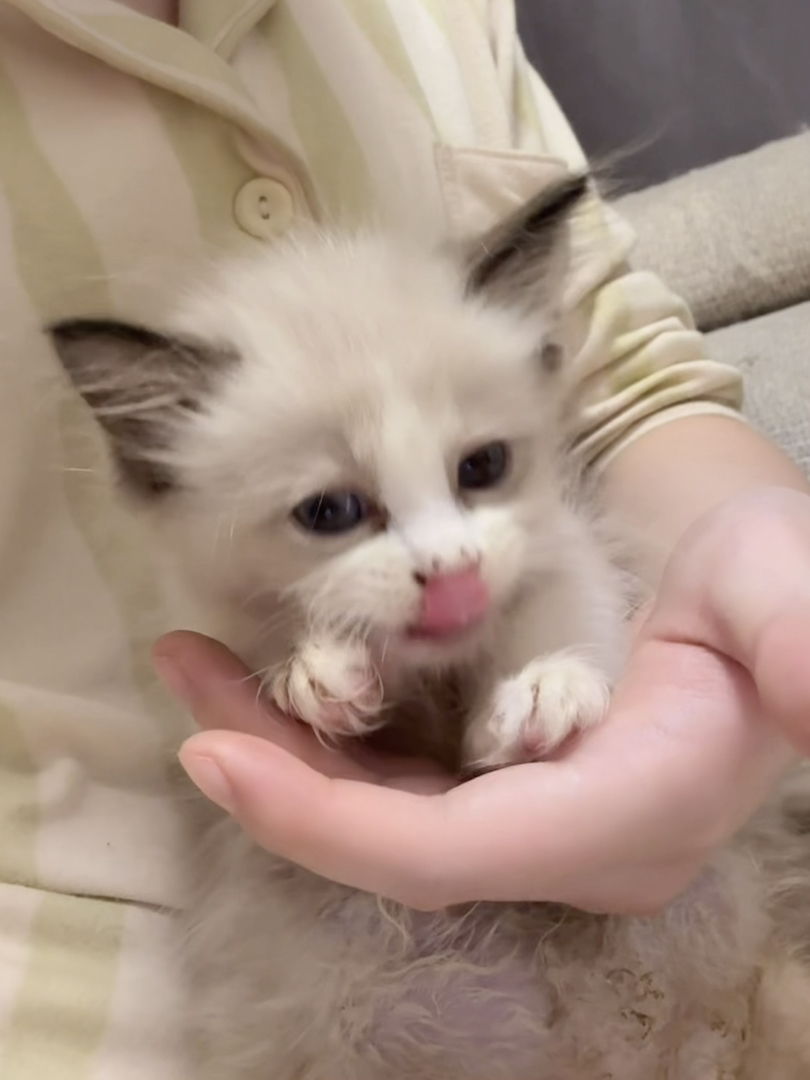 可爱布偶猫幼崽，颜值超高，性格温顺，治愈系萌宠