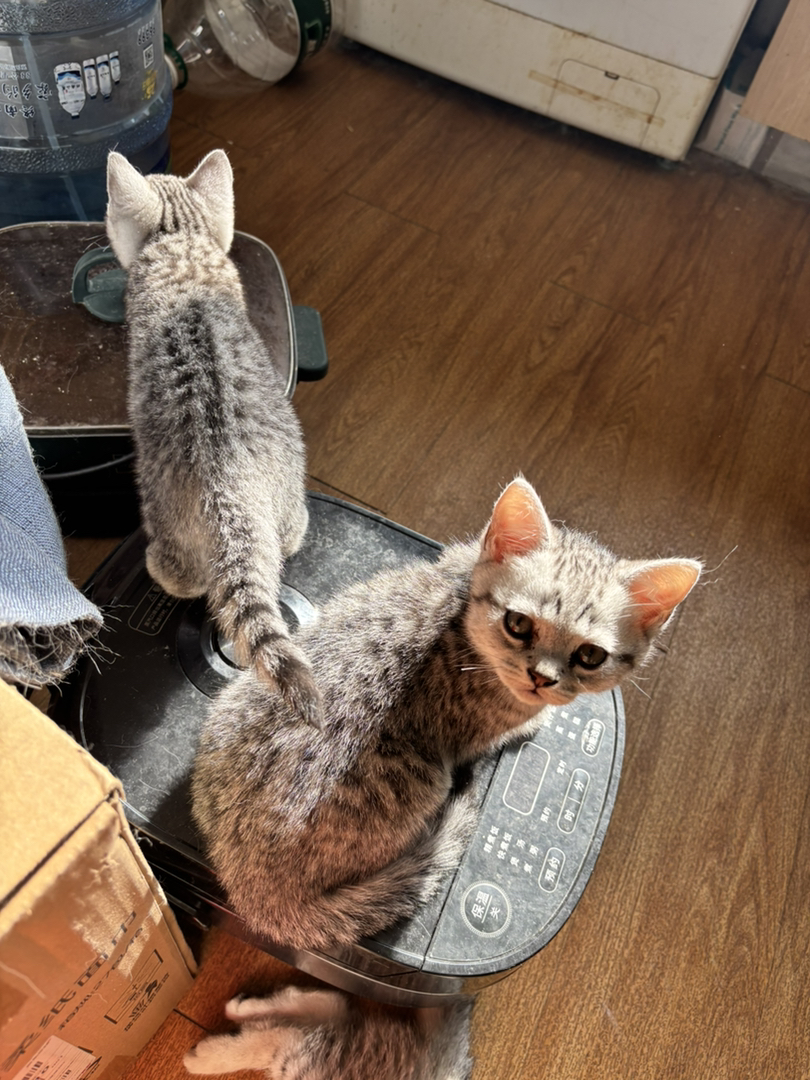 美国短毛猫,花纹独特,活泼可爱,最佳宠物伴侣