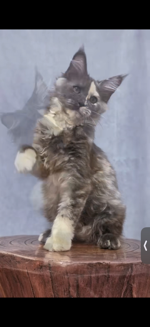 缅因猫幼崽，体型较大，毛发浓密，霸气又可爱的喵星人