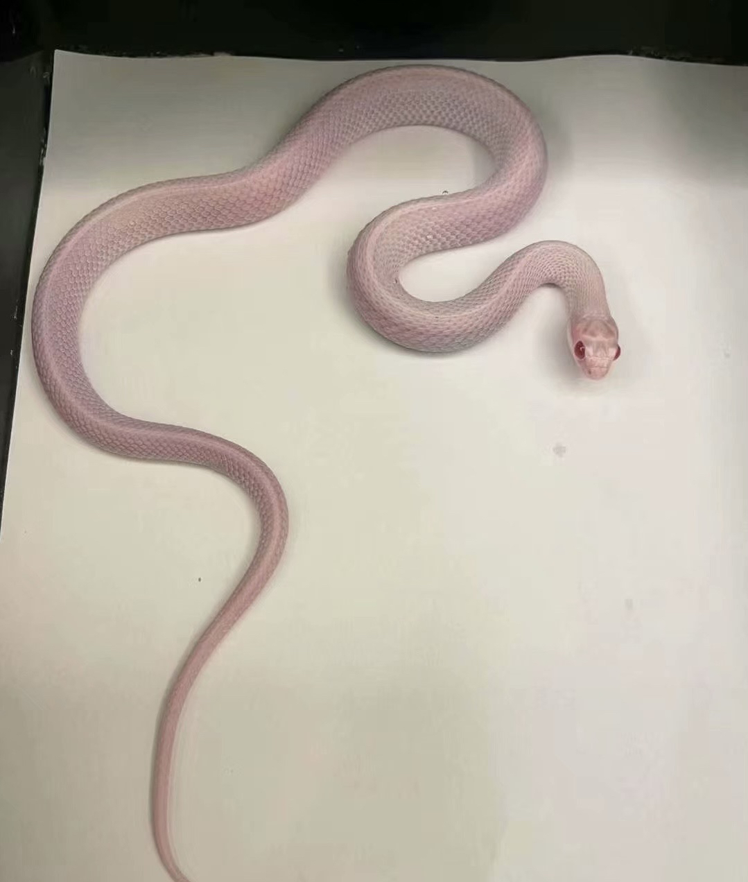 雪白束带蛇宝宝1只健康温顺好饲养成体雪白色没有一点杂色