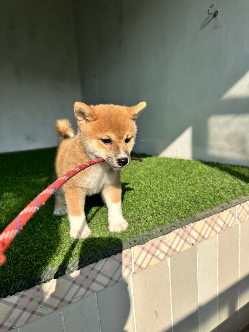 日本豆柴犬