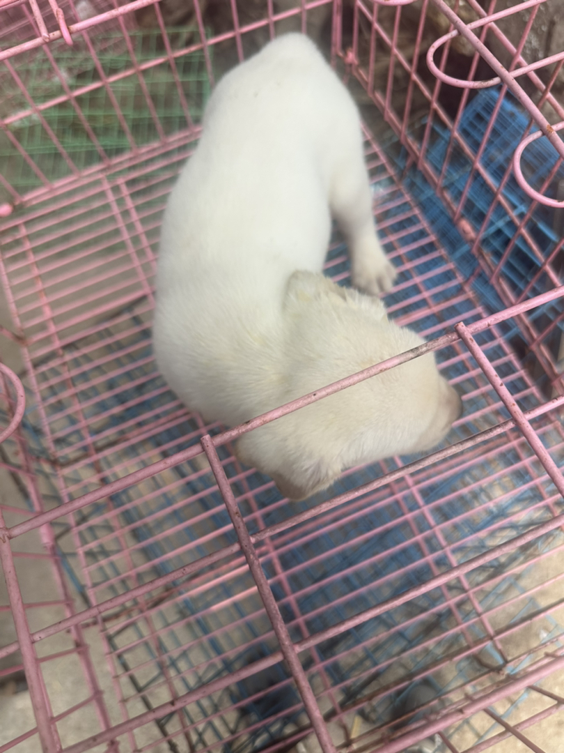 拉布拉多幼犬,笑容治愈,温顺乖巧,理想宠物伴侣