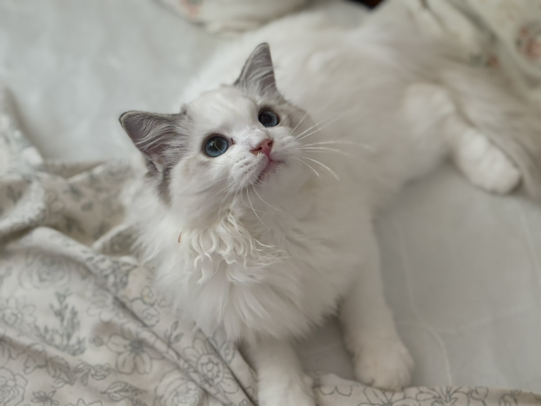 布偶猫，颜值超高的仙女猫，性格温柔，毛发蓬松柔软