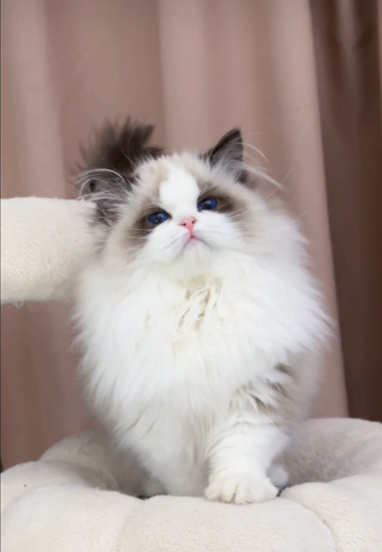 哈血新脸版布偶猫,海双弟弟,甜美饱满娃娃脸,圆嘴套高颜值,疫苗齐全。