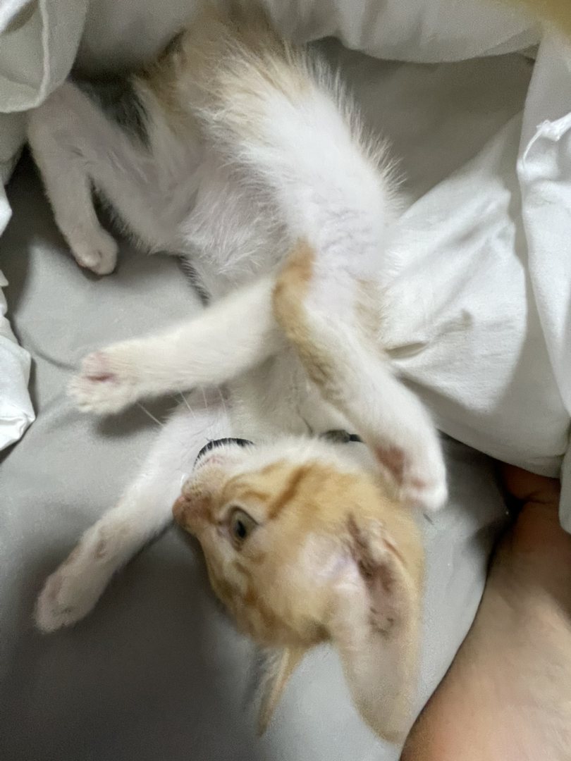 毛色特征如橘猫