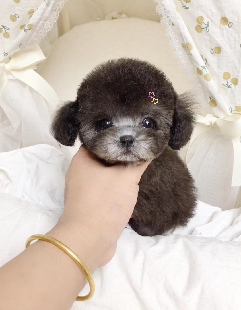 新年特价灰泰迪福利两只