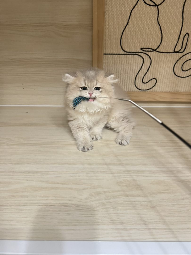 蓝金渐层长毛弟弟蹲新🏠