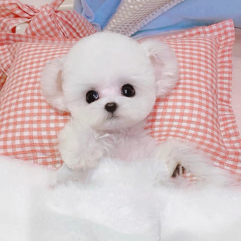 韩版比熊❤️支持开视频看狗