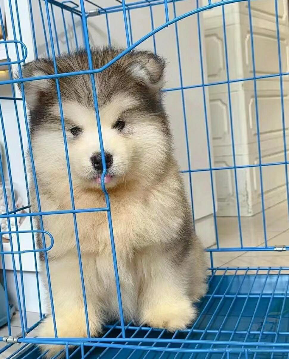 双血统可办理证书芯片阿拉斯加雪橇犬