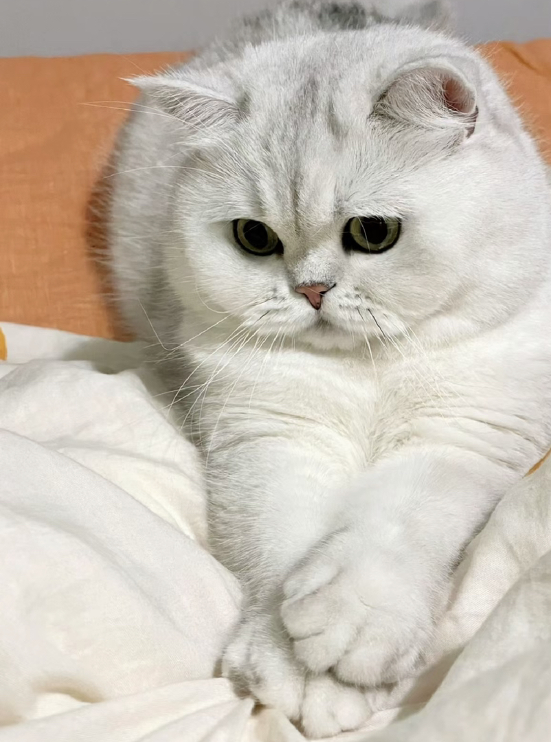 大胖脸银渐层猫咪❤️双血统大骨量