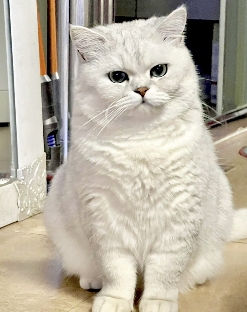 银渐层猫咪，圆润可爱，蓝绿大眼，温柔亲人超治愈