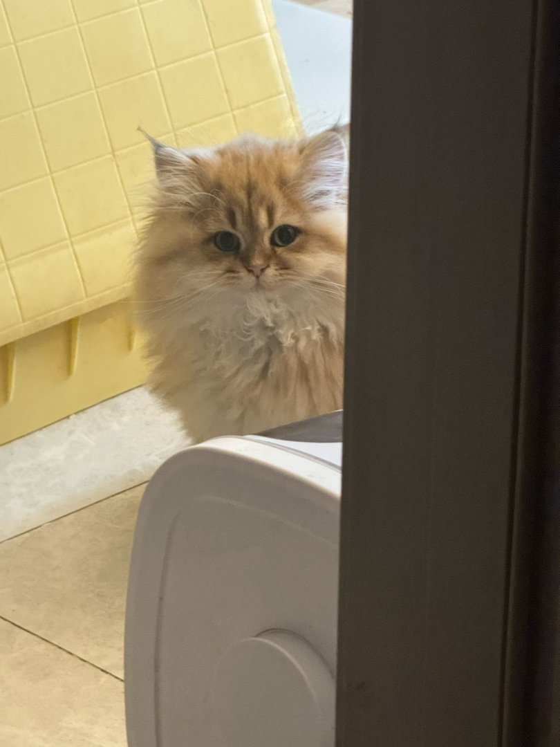 金渐层长毛弟弟找靠谱新家啦～