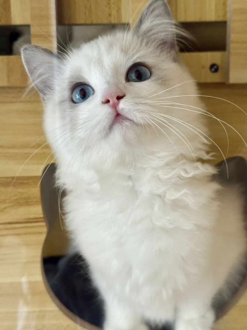 纯种赛级蓝双布偶猫，性格好，脾气好，省心好
养活