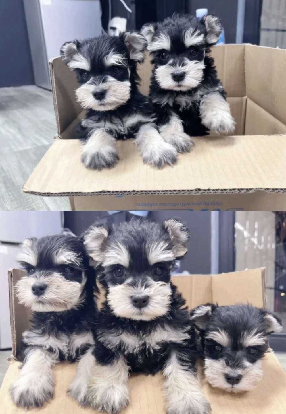 雪纳瑞宝宝