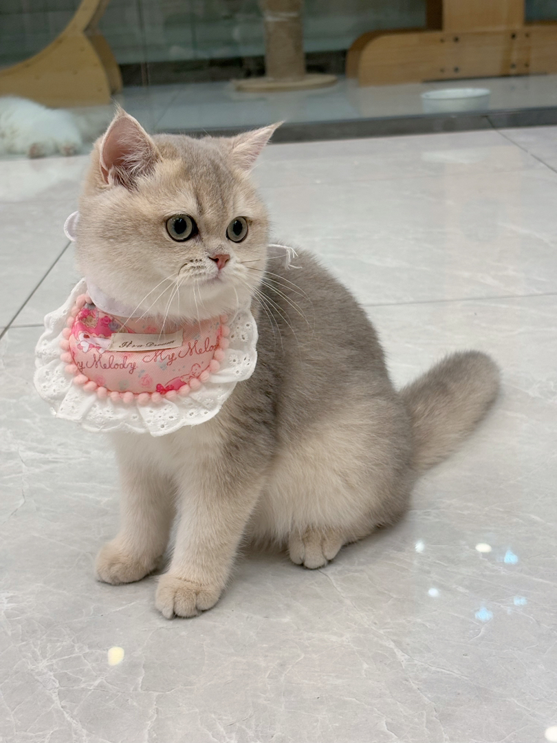 纯血统精品蓝金妹妹🐱