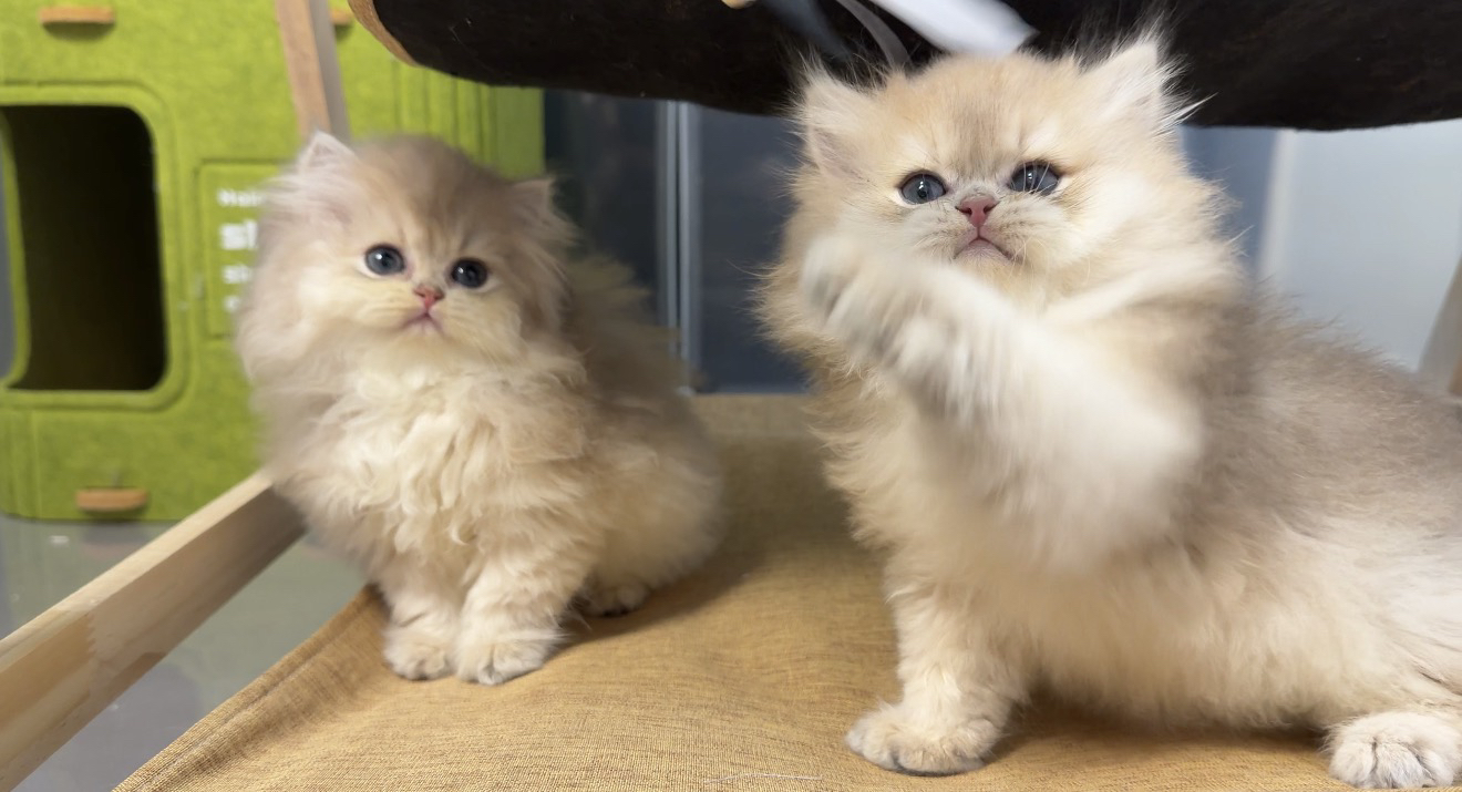 长毛11色蓝金 两只妹妹 两只弟弟