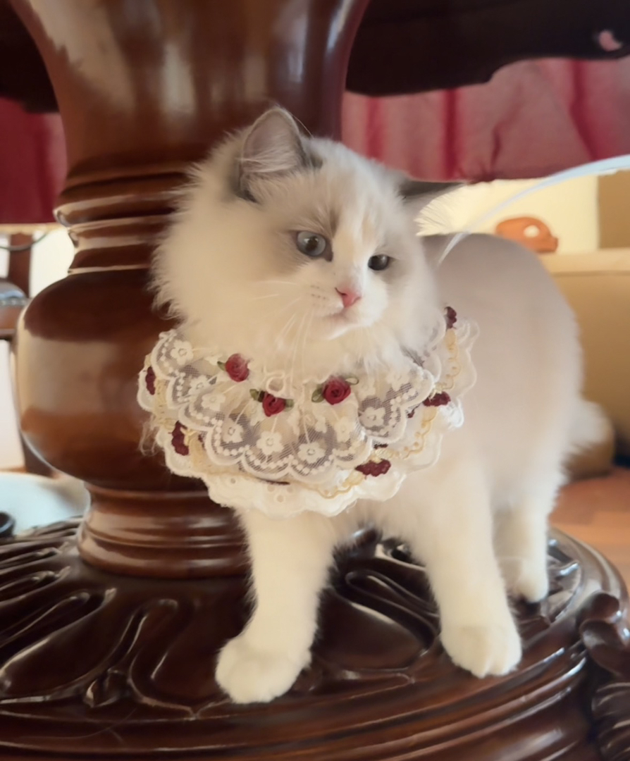 赛级新版脸双血统蓝双布偶猫咪，颜色浅，性格好