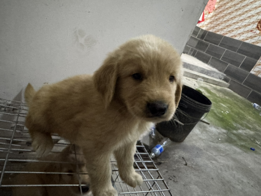 金毛幼犬，可爱活泼，性格温顺，适合家庭养殖