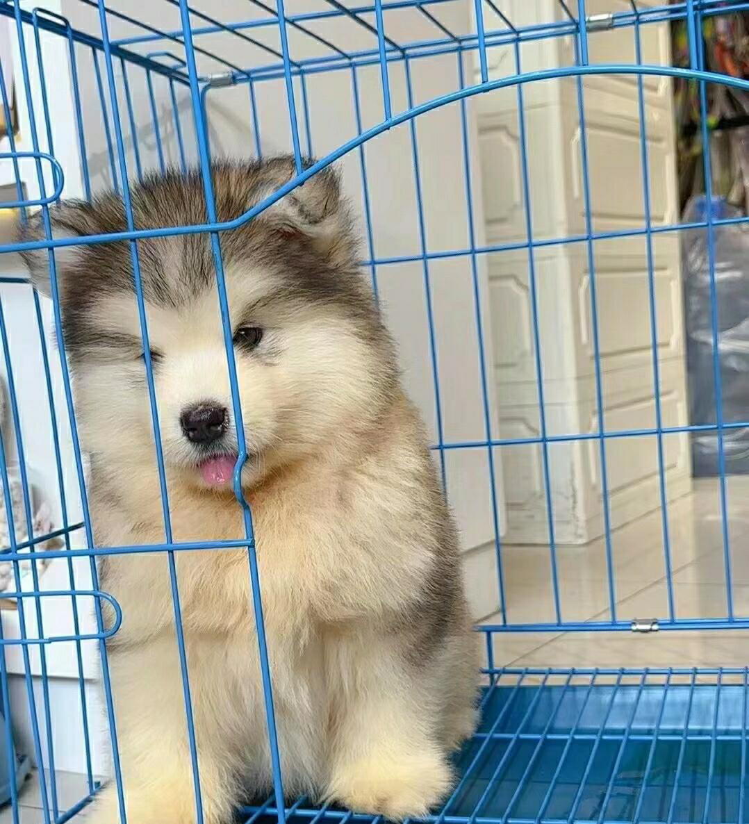 双血统可办理证书芯片阿拉斯加雪橇犬