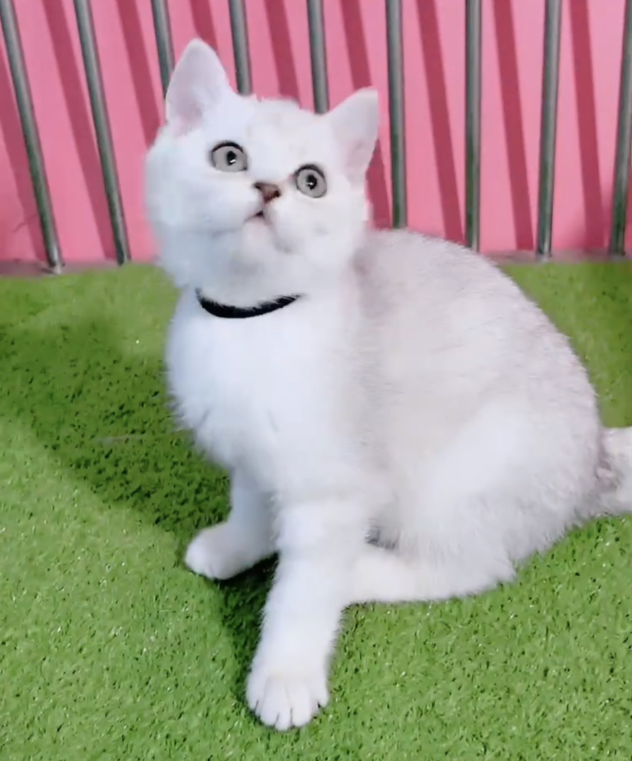 高端大胖脸银渐层猫咪❤️高端品质